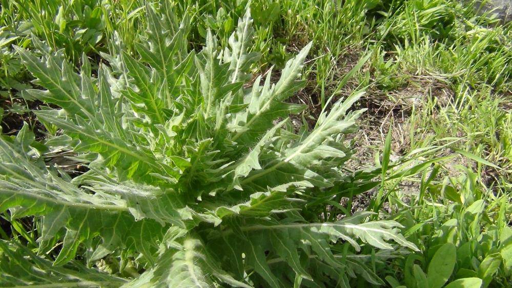 Bu bitkiyi yemeden önce bir kez daha düşünün! Yanlış tüketildiğinde... 5
